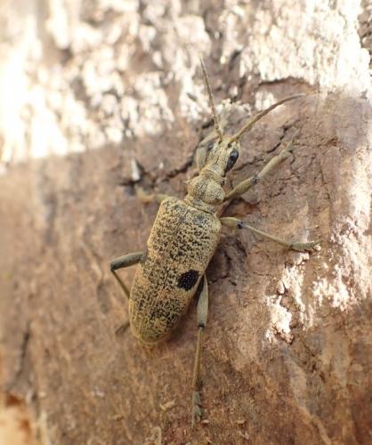 Réf. 253 550 : Rhagium mordax